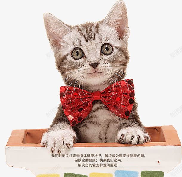 猫咪最新网页，自然美景的心灵之旅探索